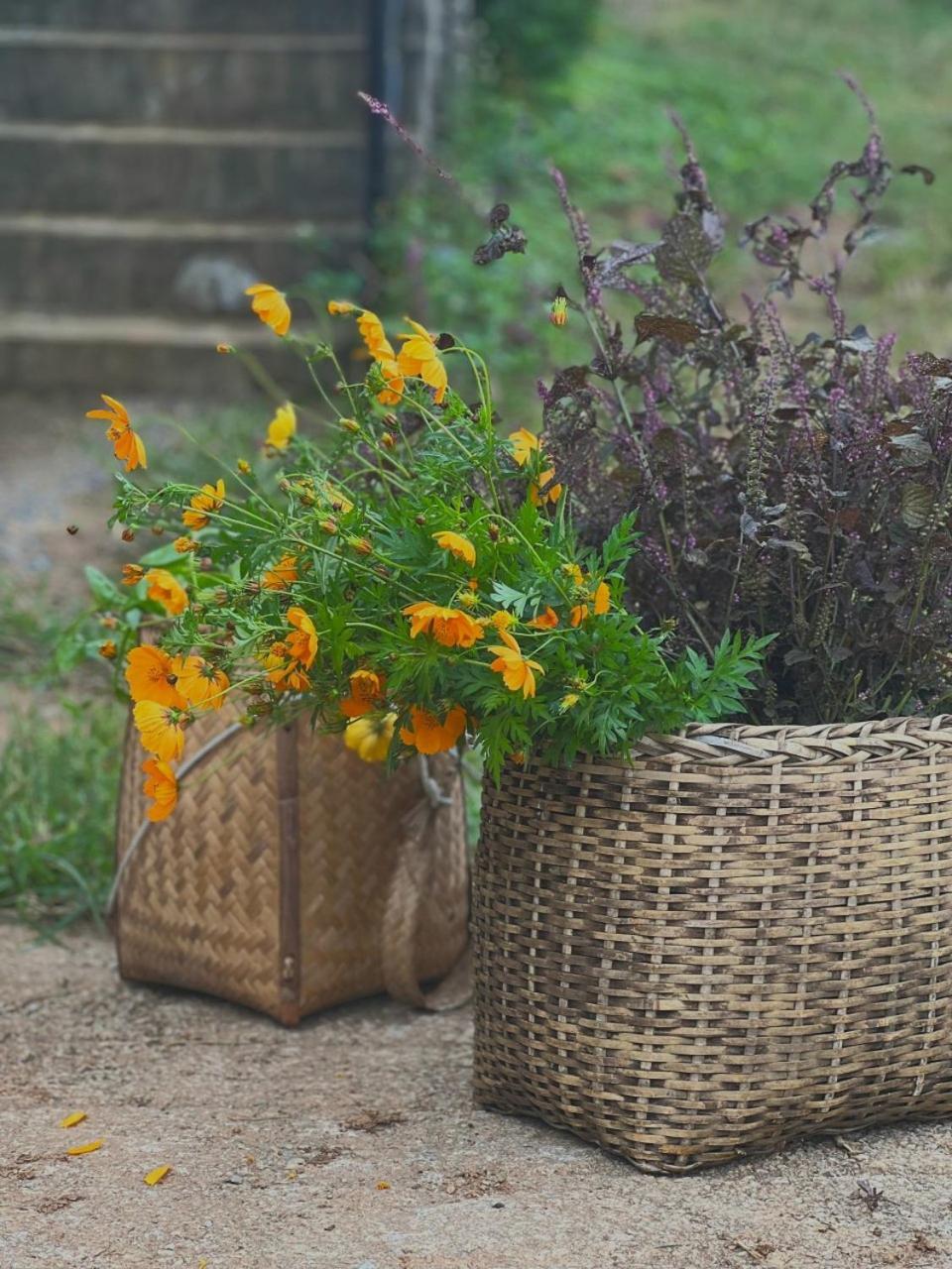 Vuon Tren May - Skyline Farm & Homestay Moc Chau Bagian luar foto